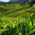 How are Teas Manufactured?