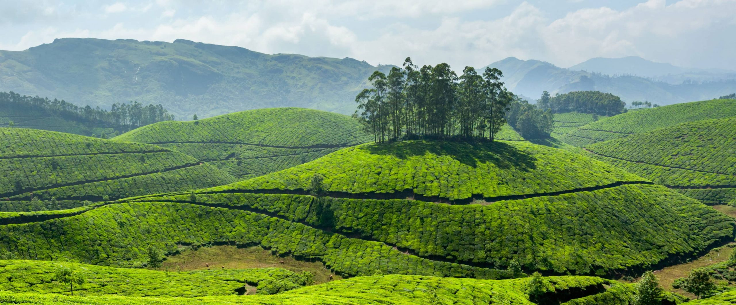 Tea-plantations-in-Munnar