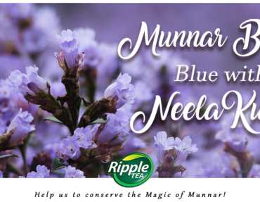 Munnar Blooms Blue…with Neelakurinji!