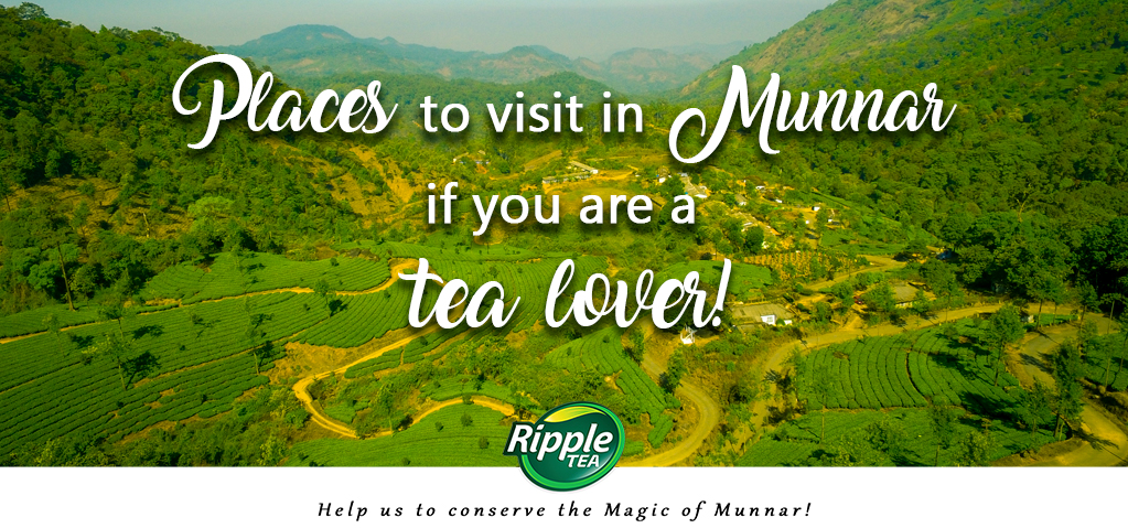 Places to visit in Munnar if you are a Tea lover!